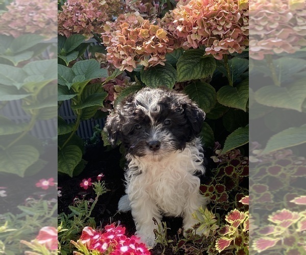 Medium Photo #4 Havanese Puppy For Sale in CANOGA, NY, USA