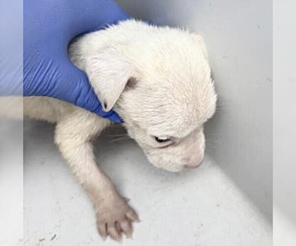 Medium Photo #1 Mutt Puppy For Sale in Houston, TX, USA