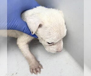 Mutt Dogs for adoption in Houston, TX, USA