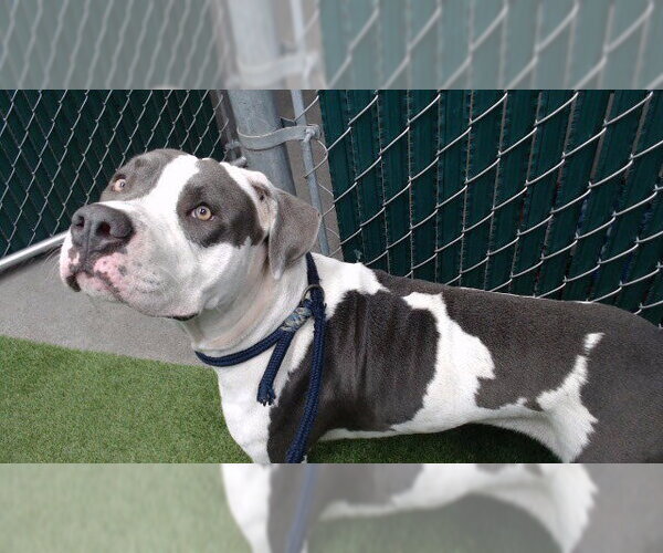 Medium Photo #1 Mutt Puppy For Sale in Downey, CA, USA