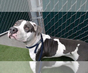 Mutt Dogs for adoption in Downey, CA, USA