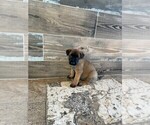 Small Photo #7 Belgian Malinois Puppy For Sale in MIAMI, FL, USA