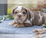 Small Photo #19 Beabull Puppy For Sale in MILLERSBURG, OH, USA