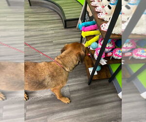Barry - Male Black Mouth Cur-Boxer Mix Dog for Adoption - Photo #13