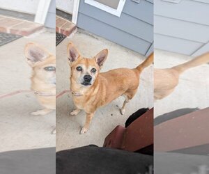 Chihuahua-Unknown Mix Dogs for adoption in Oakhurst, NJ, USA