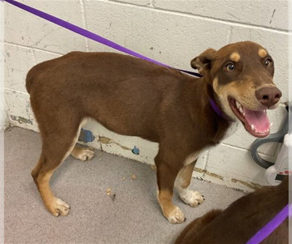 Medium Photo #1 Doberman Pinscher-Siberian Husky Mix Puppy For Sale in San Bernardino, CA, USA