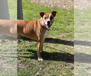 American Pit Bull Terrier-Unknown Mix Dogs for adoption in Holly Springs, NC, USA