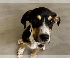 Treeing Walker Coonhound-Unknown Mix Dogs for adoption in Tulsa, OK, USA