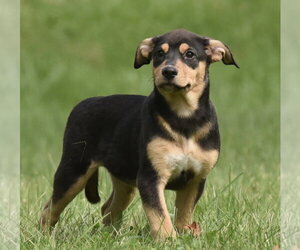Australian Shepherd-Unknown Mix Dogs for adoption in Mechanicsburg, PA, USA