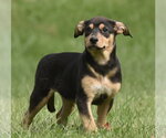 Tulip - Female Australian Shepherd-Unknown Mix Dog for Adoption - Small photo