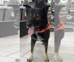 Small #3 German Shepherd Dog Mix
