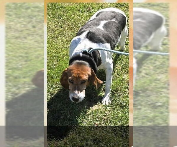 Medium Photo #7 Treeing Walker Coonhound Puppy For Sale in Aurora, IN, USA