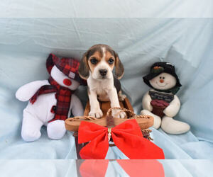 Beagle Puppy for sale in MILLERSBURG, OH, USA