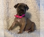 Small Photo #17 Cane Corso Puppy For Sale in HESPERIA, CA, USA