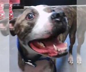 Mutt Dogs for adoption in Tulsa, OK, USA
