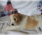Small Photo #14 Poodle (Standard) Puppy For Sale in INDEPENDENCE, MO, USA