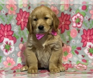 Golden Retriever Puppy for sale in LANCASTER, PA, USA