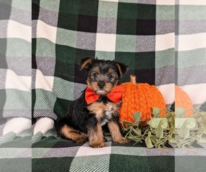 Shorkie Tzu-Yorkshire Terrier Mix Puppy for sale in KIRKWOOD, PA, USA