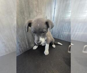 Mutt Dogs for adoption in San Antonio, TX, USA