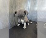 Small Mutt