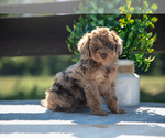 Puppy Hazel Miniature Labradoodle