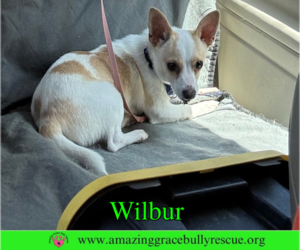 Wilbur - Male Chihuahua-Unknown Mix Dog for Adoption - Photo #4
