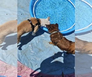 Jack Russell Terrier-Unknown Mix Dogs for adoption in Rustburg, VA, USA