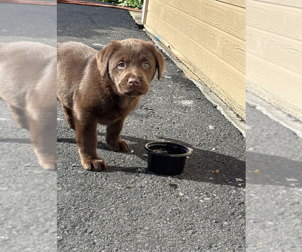Medium Photo #1 Labrador Retriever Puppy For Sale in UKIAH, CA, USA