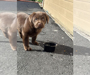 Labrador Retriever Puppy for sale in UKIAH, CA, USA