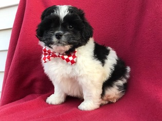 Peke-A-Poo Puppy for sale in QUARRYVILLE, PA, USA