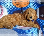 Small Photo #11 Goldendoodle (Miniature) Puppy For Sale in QUARRYVILLE, PA, USA
