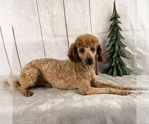 Father of the Poodle (Toy) puppies born on 06/25/2026