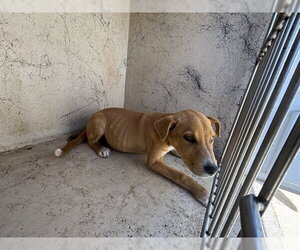 Mutt Dogs for adoption in Oklahoma City, OK, USA