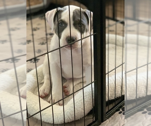 Medium Photo #1 American Bully Puppy For Sale in EVERETT, WA, USA
