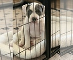 Small Photo #1 American Bully Puppy For Sale in EVERETT, WA, USA