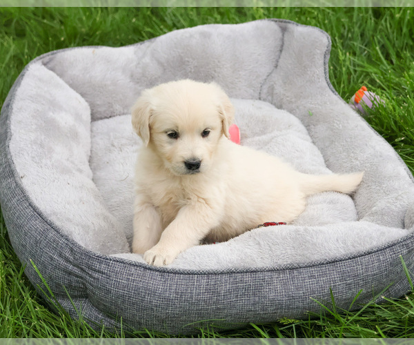 Medium Photo #2 English Cream Golden Retriever Puppy For Sale in SYRACUSE, IN, USA