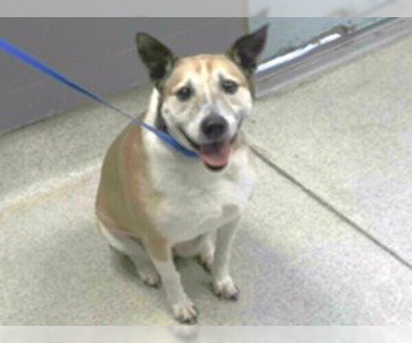 Medium Photo #1 Beagle-Parson Russell Terrier Mix Puppy For Sale in Tallahassee, FL, USA