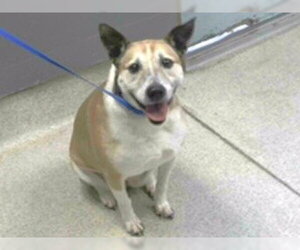 Beagle-Parson Russell Terrier Mix Dogs for adoption in Tallahassee, FL, USA