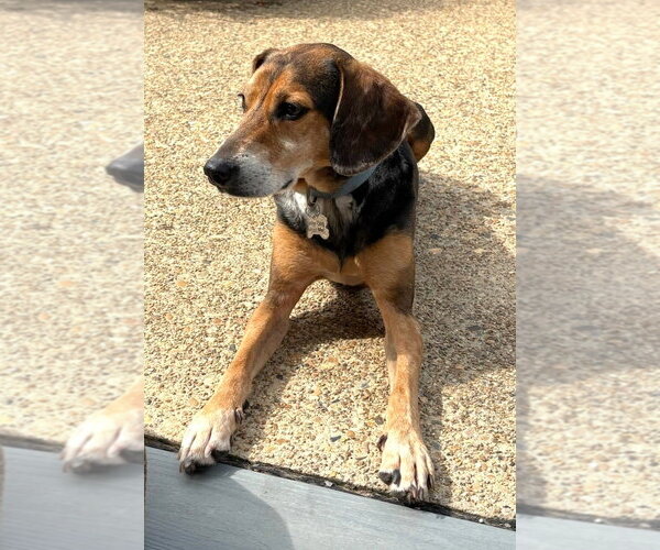 Medium Photo #5 American Foxhound-Beagle Mix Puppy For Sale in Dunnellon, FL, USA