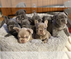 French Bulldog Litter for sale in LITITZ, PA, USA