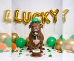 Small #18 American Staffordshire Terrier-Labrador Retriever Mix