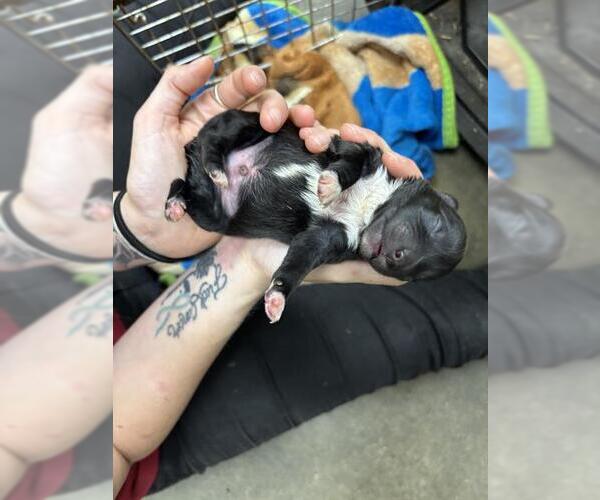 Medium Photo #1 Labrador Retriever-Unknown Mix Puppy For Sale in Rosenberg, TX, USA