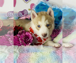 Small Photo #2 Siberian Husky Puppy For Sale in HESPERIA, CA, USA