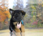 Small Photo #1 German Shepherd Dog Puppy For Sale in CHRISNEY, IN, USA