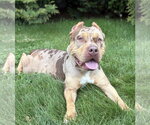 Small #1 American Bulldog Mix