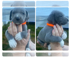 Great Dane Puppy for sale in SILSBEE, TX, USA