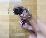 Puppy Guapo Boxer