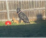 Small Photo #3 Great Dane Puppy For Sale in Bullard, TX, USA