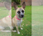 Small #3 Basenji Mix