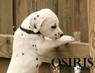 Small Photo #23 Dalmatian Puppy For Sale in ENID, OK, USA
